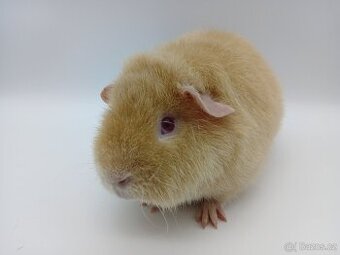 Morče - US Teddy s PP