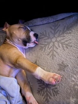 Štěně stafford X pitbull