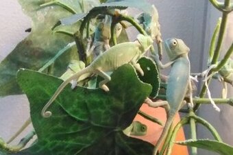 Chameleon Jemenský mládě , 3 měsíce a Terárium nové 40x40x80