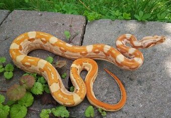 Boa imperator - Paradise Sunglow Aztec, Sunglow Motley
