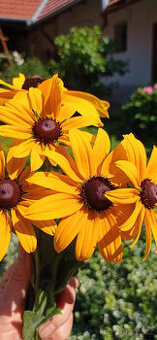 Třapatka zlatá (srstnatá) - - - viz text a fota