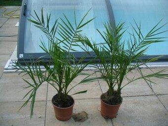 Datlovník kanárský