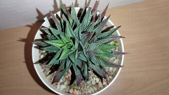 Haworthia Pumila variegated ( sukulent )