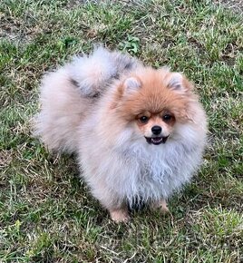 pomeranians PP - 1