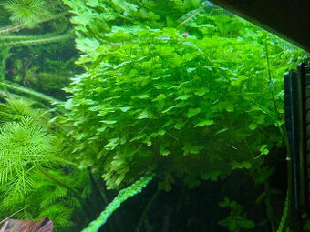 Akvarijní rostliny Mix
