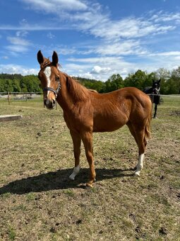 Qh - 1
