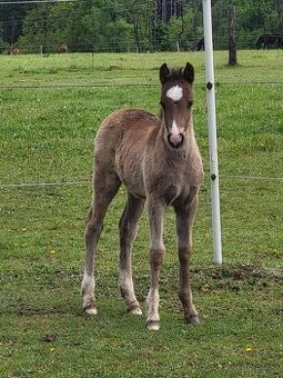 Welsh pony of cob type - hřebeček