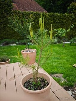 Borovice primorska - Pinus Pinaster