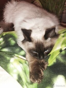 Ragdoll kryti