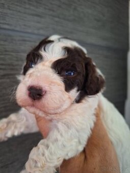 Lagotto romagnolo s PP (italský vodní pes) - 1