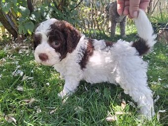 Lagotto romagnolo s PP (italský vodní pes)