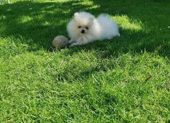 Prodám Německý špic trpasličí pomeranian