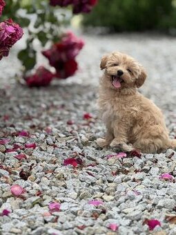 Maltipoo