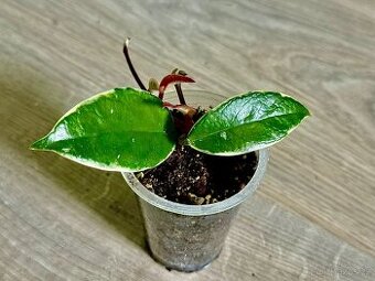 Hoya Krimson Queen
