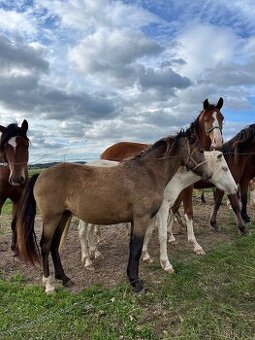 Klisna Welsh pony of cob type