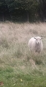 Ouessantské / Quessantské ovce