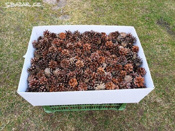 Borovicové šišky.