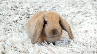 Zakrslý beránek, králíček, králík - JIJI