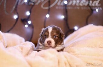 Australský ovčák s PP