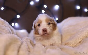 Australský ovčák s PP