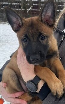Belgický ovčák malinois s PP
