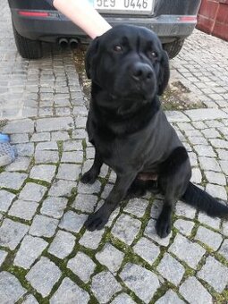 Nabízím ke krytí psa plemene Labrador