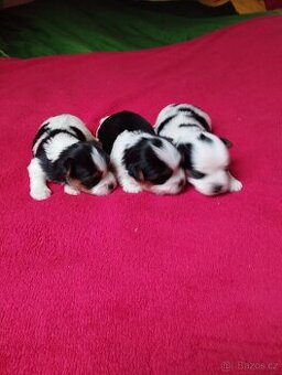 Biewer Jorkširský terier - 1