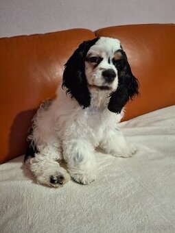 Americký kokršpaněl