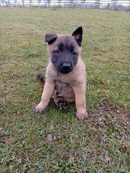 Belgický ovčák malinois