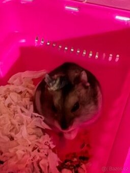 Daruji Křečka Džungarského včetně klece