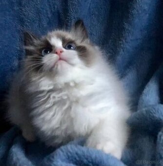 Ragdoll koťátka s PP