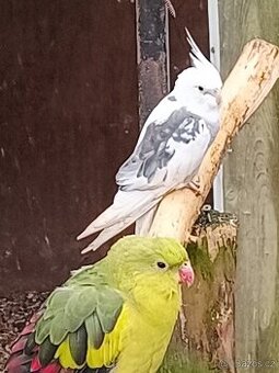 Korela chocholatá - do chovu i na okrasu