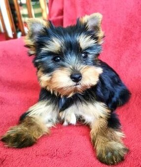 Jorkširsky teriér yorkširsky teriér York