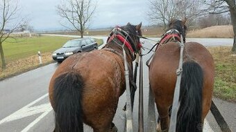 Predam tažne koňe s papiermi