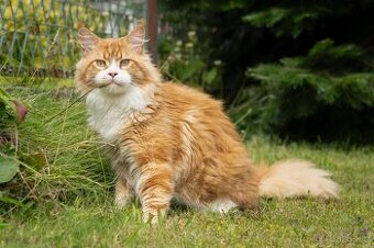 Krytí Mainsky mývalí s PP