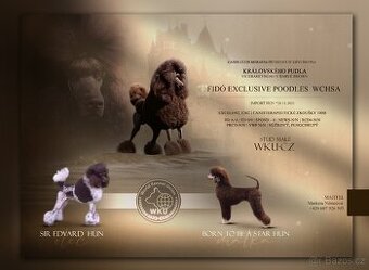 Krytí královským pudlem