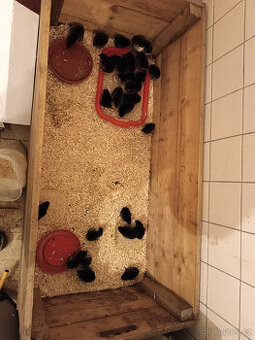 Násadová vejce Australka velká černá