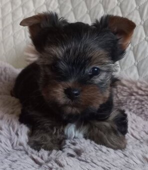 Jorkšírský teriér - maličký psík