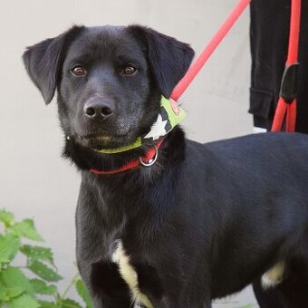 💓 Ducan – krásný černý bojovník s velkým srdcem