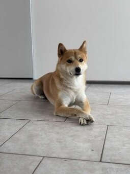 Nabízím Shiba inu ke krytí