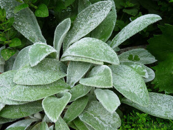 ČISTEC vlnatý - - viz texta fota