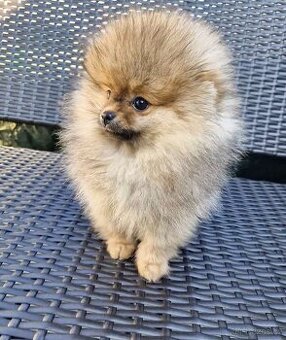 Pomeranian
