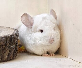 Činčila White Tan Curly