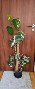 Monstera Deliciosa Albo Variegata