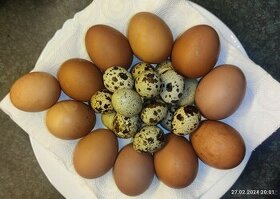 Domácí vajíčka, slepičí a krepelčí