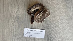 Krajta Královská , Python Regius