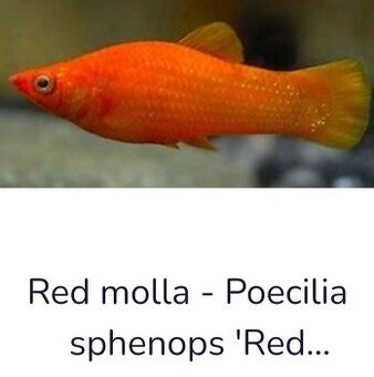 Red molly - 1