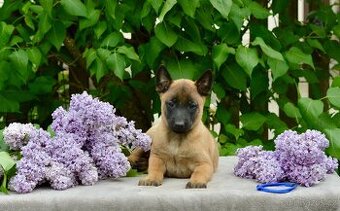 Belgický ovčák Malinois s PP