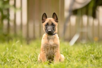 Belgický ovčák Malinois s PP