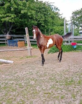 Paint horse